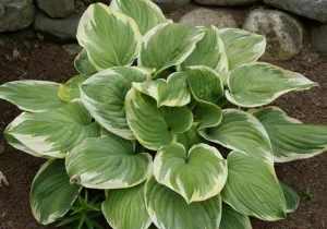 Fragrant Dream Hosta